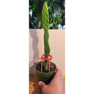 CAC-5 Baby Rooted Red Cactus Pear " Opuntia Cactus | Winter Cactus
